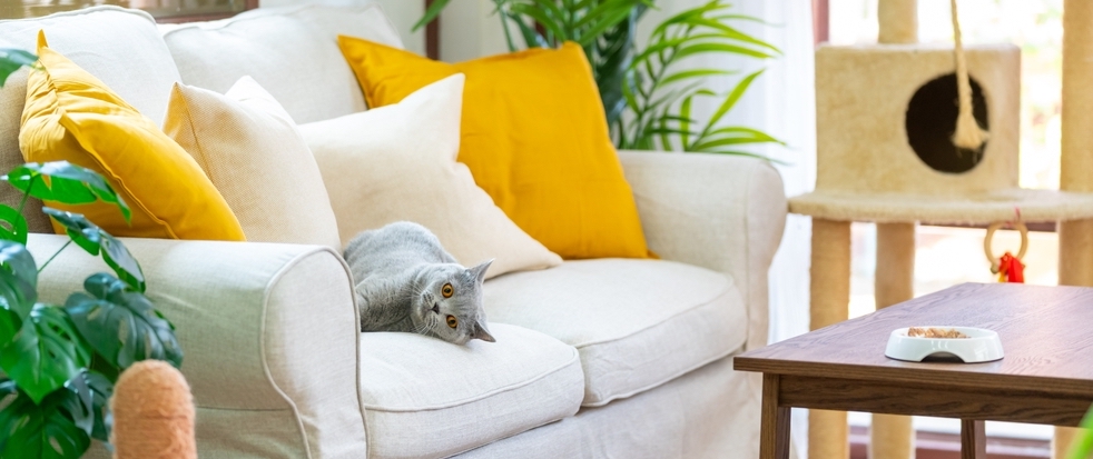 Comment adapter sa location saisonnière aux animaux ?